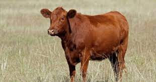 بروفسور فرنسي: العد التنازلي لبناء الهيكل الثالث يتسارع